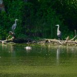 Due aironi sul lago di Morozzo